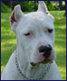 dogue argentin http://www.cfcpm.com