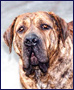 chiens www.cfcpm.com