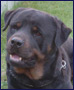 rotweiler chien www.cfcpm.com